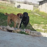 سگ سرابی دورگه نر گله ای بعلت فروش دام