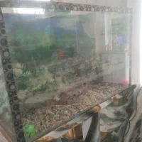 شیشه ماهی آکواریوم