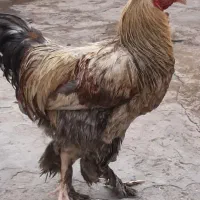 خ ر و س