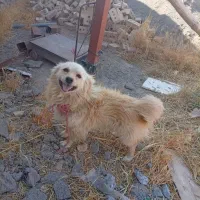 سگ نر فروشی