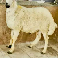 با یک برگه چک گوسفند ببر