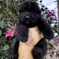 سگهای گارد کیفیت فراتر از تصور ژرمن بلک روتوایر و.