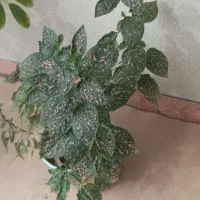فروش گل وگلدان