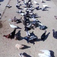 ۴۰ عدد کبوتر