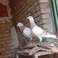 یک جفت کوهی درجه یک بشرط جوجه گیری