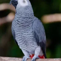 طوطی پرنده کاسکو ماکائو راهب
