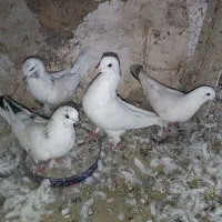 کفتر پرشی