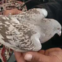 کبوتر پرشتی