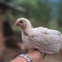 جوجه گلپایگانی ۴۵روزه