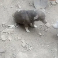سگ فروشی قهوه ای ماده