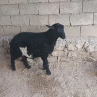بره نر فوق پروار