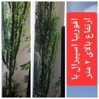گل افوربیا اسپیرال با ارتفاع بالای ۲ متر