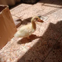 جوجه اردک