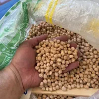کبوترونخوددرشت تازه ایلاق