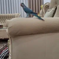 طوطی راهب فول اهلی