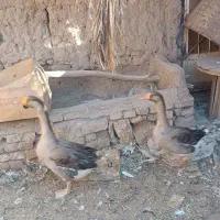 قو غاز بالغ