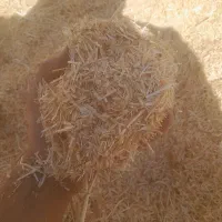 کاه گندم دیم