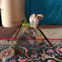 قلاده حیوان