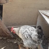 مرغ تخم کن و نوچه