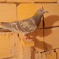 کبوتر