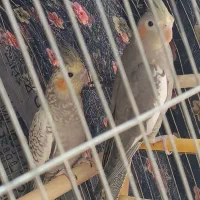 عروس هلندی
