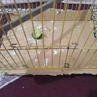 قناری جوجه