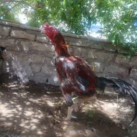 دو عدد خروس و یک مرغ لاری