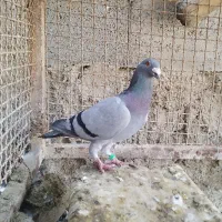 کبوتر