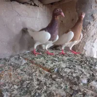 کبوتررنگی