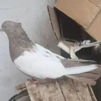 کبوتر