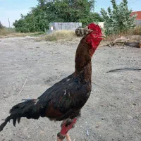 خروس