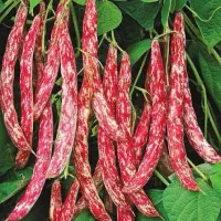 لوبیا چیتی لوبیا سبز درجه یک دماوند