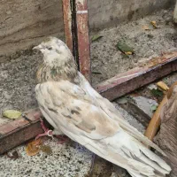 کبوتر