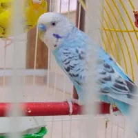 جفت مرغ عشق بالغ نر و ماده