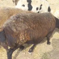 میش افشاری ابستن درشت