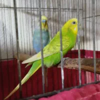 جفت مرغ عشق مولد رنگ خاص به شرط مولد با جوجه