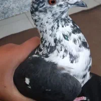 کبوتر