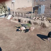 بوقلمون|حیوانات مزرعه|محمدیه-قزوین, |دیوار