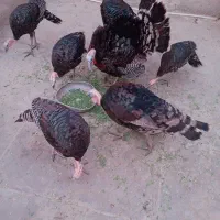بوقلمون نر