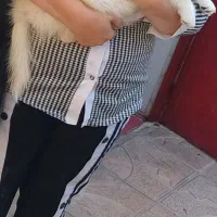 سگ پامر اشپیتز