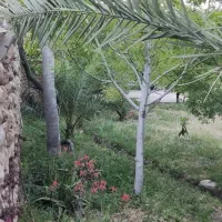 باغ-تفریحی-ثمری-واقع-در-خفر