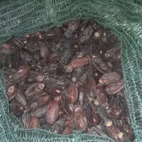 خرما ربی