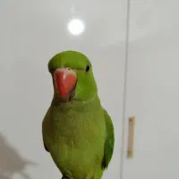 طوطی