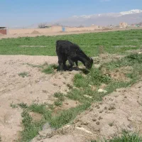 بزغاله ماده