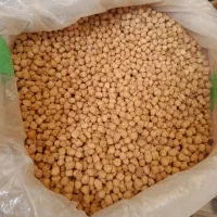 نخود تازه همدان
