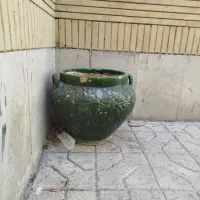گلدان|گل و گیاه طبیعی|مشهد, فرهنگیان (شهرک غرب)|دیوار