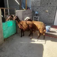 گوسفندفروشی