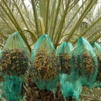 توری خرما