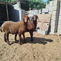 بره های ماده پرواری