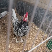 خروس سبرایت